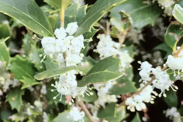ヒイラギモクセイ・阿久和川
