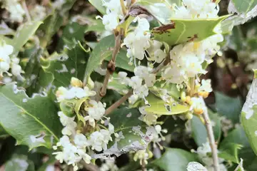 ヒイラギモクセイ・阿久和川