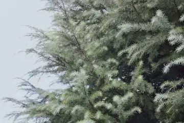 ヒマラヤスギ・阿久和川