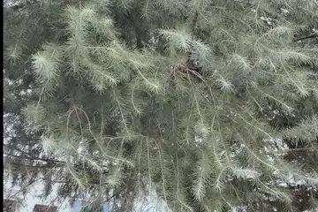ヒマラヤスギ・阿久和川