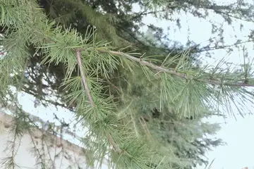 ヒマラヤスギ・阿久和川