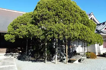 光傳寺のカヤの木