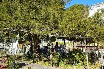 上行寺のカヤの木