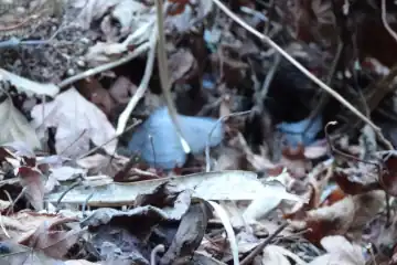 裏参道入口にシモバシラの花