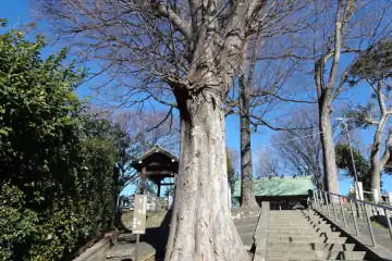 杉山大神のケヤキ