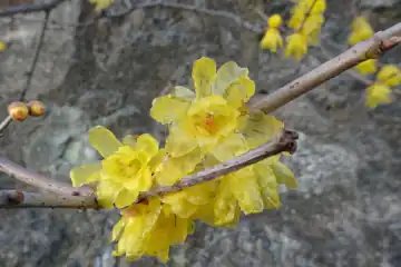 ソシンロウバイ・菊名駅