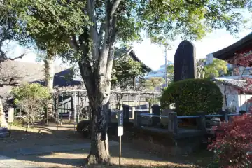 金蔵寺のギンモクセイ