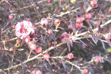 ギョリュウバイ・阿久和川