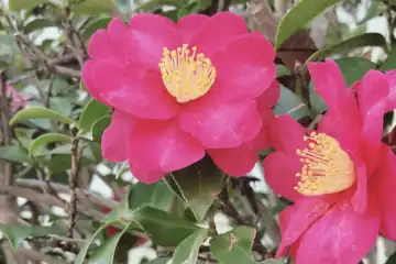 サザンカ・阿久和川
