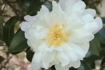 サザンカ・阿久和川