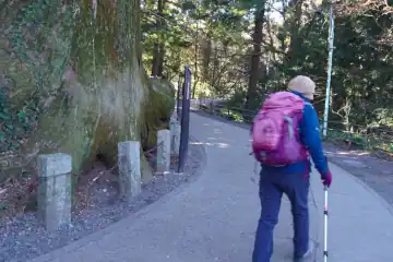 高尾山のたこ杉