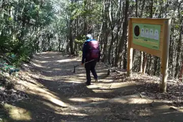 高尾でみられるスズメバチ