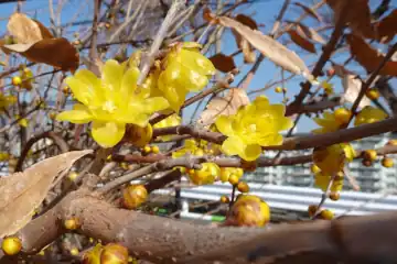 ソシンロウバイ・西日暮里公園