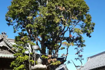 泉澤寺のチャボヒバ