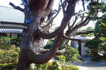 泉澤寺の保存樹のチャボヒバ