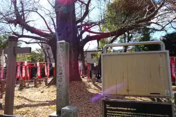 雑司ヶ谷鬼子母神の天然記念物の公孫寿