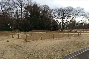 深大寺城のそば畑