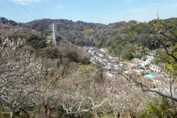 田浦梅園の梅まつり