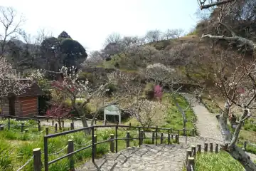 田浦梅園の梅まつり