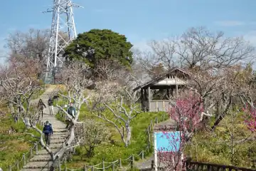 田浦梅園の梅まつり