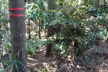 三浦アルプスの中沢への分岐
