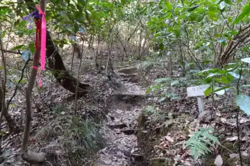 三浦アルプスのツバキ尾根へ分岐
