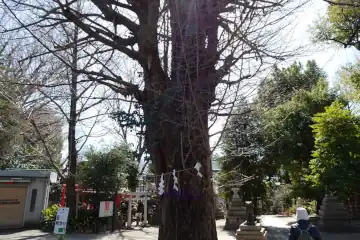 鳩森八幡神社のイチョウご神木