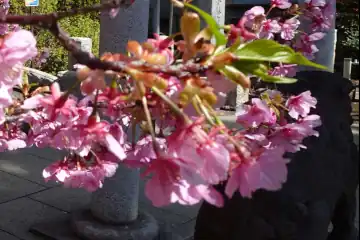 鳩森八幡神社の河津桜