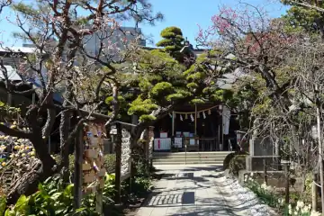 鳩森八幡神社の梅の花が咲く参道
