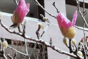 シデコブシ・阿久和川