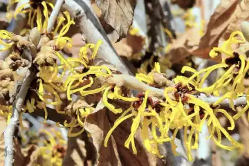 マンサク・阿久和川