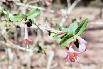 ウグイスカグラ・阿久和川