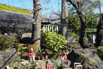 養源寺の夫婦イチョウ