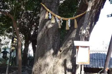 八景天祖神社の夫婦シイ