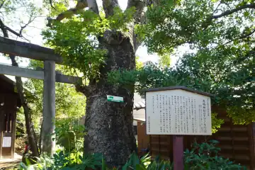 鹿嶋神社の天然記念物のタブノキ