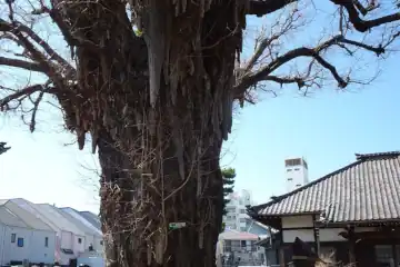 光福寺の樹齢８００年と言われるイチョウ