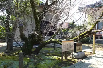 西光寺の児桜