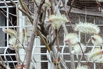 ネコヤナギ・阿久和川