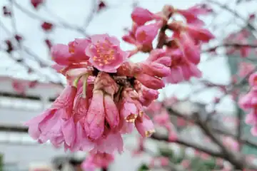 カンヒザクラ・阿久和川