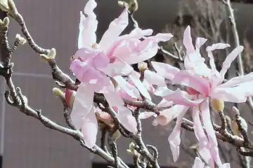 シデコブシ・阿久和川