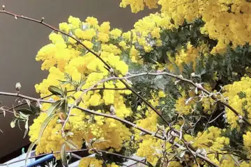 ギンヨウアカシア・阿久和川