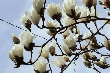 ハクモクレン・阿久和川