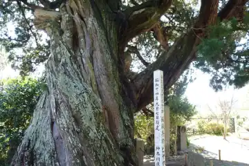 ビャクシン・湯河原城山