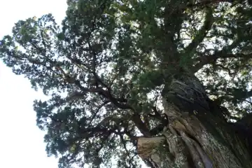 ビャクシン・湯河原城山