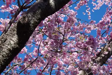 オオカンザクラ・湯河原城山