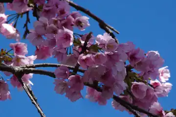 オオカンザクラ・湯河原城山