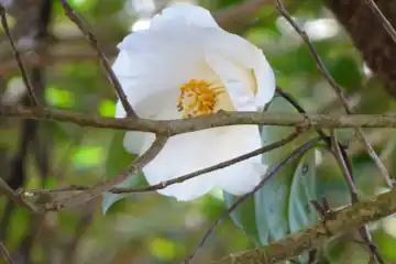 白いヤブツバキ