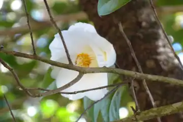 ヤブツバキ・湯河原椿ライン