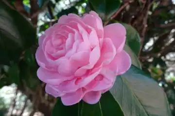 八重咲き椿