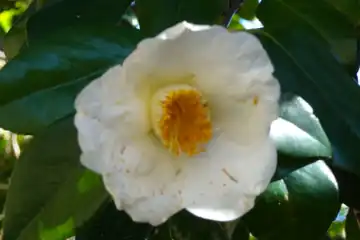 白いヤブツバキ